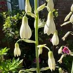 Galtonia candicans Flower