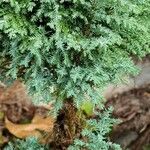 Juniperus chinensis Blatt