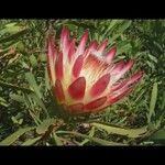 Protea caffra Cvet