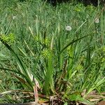 Carex flava Лист