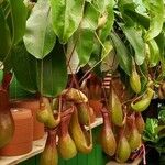 Nepenthes × neglecta Flower