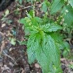 Mercurialis canariensis Leaf