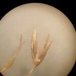 Deschampsia flexuosa ফুল