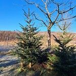 Abies nordmanniana Elinympäristö