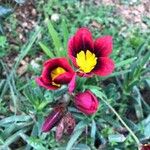 Sparaxis tricolor Kwiat