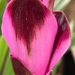 Curcuma alismatifolia Kwiat