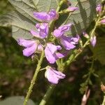 Desmodium cuspidatum Flor