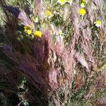 Bromus rubens Leaf