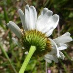 Leucanthemum monspeliense Flower