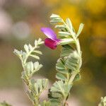 Vicia raynaudii Flower