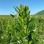 Epilobium angustifoliumЛіст