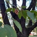 Ostrya carpinifolia Leaf