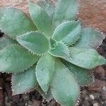 Aeonium decorum Feuille