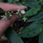 Callisia serrulata Flor