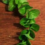 Triodanis perfoliata Hoja