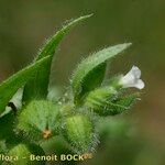 Nonea echioides Altul/Alta