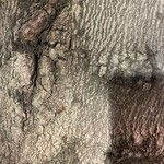 Beilschmiedia miersii Bark