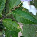 Brunfelsia pauciflora برگ