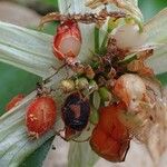 Haemanthus pauculifolius ᱡᱚ