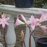 Amaryllis belladonna Flower