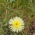 Crepis albida Flower