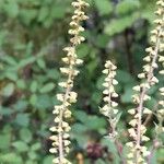 Ambrosia artemisiifolia Плод