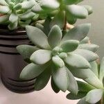 Dudleya greenei 叶