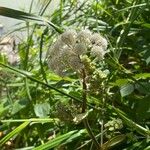 Angelica sylvestris Flower