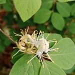 Lonicera xylosteum Blüte