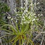 Lomandra insularis Costuma