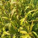 Persicaria hydropiper Leaf