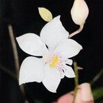 Caularthron bicornutum Floare