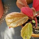 Begonia blancii Hoja