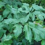 Heracleum sibiricum Leaf