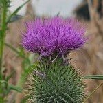 Cirsium vulgareKvět