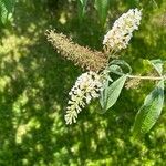 Buddleja albiflora Кветка