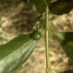 Kraussia floribunda Fruto