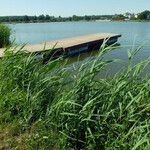 Phragmites australis Alkat (teljes növény)