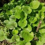 Viola odorata Leaf