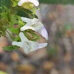 Vitex triflora Flower