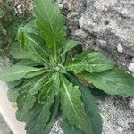 Erigeron floribundus List