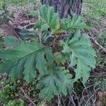 Solanum chrysotrichum 葉