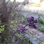 Callicarpa japonica Vaisius