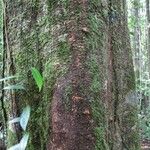 Monopteryx inpae Kabuk