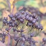 Spiraea prunifolia Frukt