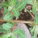 Oxybasis glauca বাকল