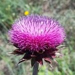 Carduus nutans Flower