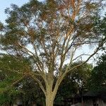 Vachellia xanthophloea Tervik taim