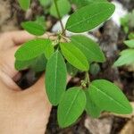 Euphorbia graminea Hostoa