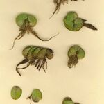 Salvinia molesta Агульны выгляд